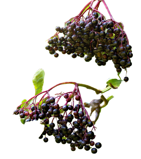 թանթրավենի