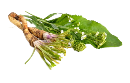 ծովաբողկ